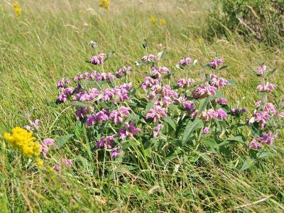 Прикрепленное изображение: IMGP6562.jpg